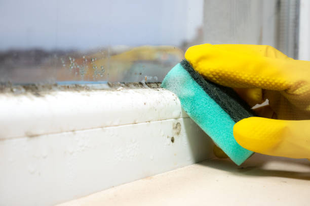 Mold Testing and Removal in Fair Lawn, NJ