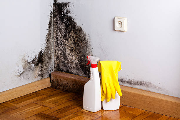 Best Crawl Space Mold Removal  in Fair Lawn, NJ