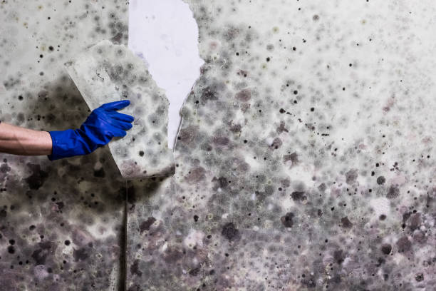 Best Fast Mold Removal  in Fair Lawn, NJ