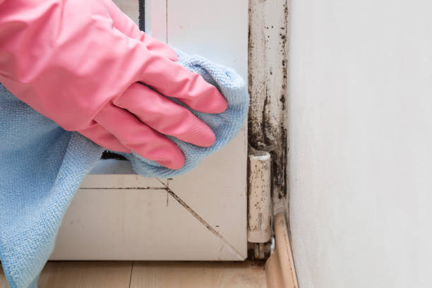 Best Mold Removal Near Me  in Fair Lawn, NJ