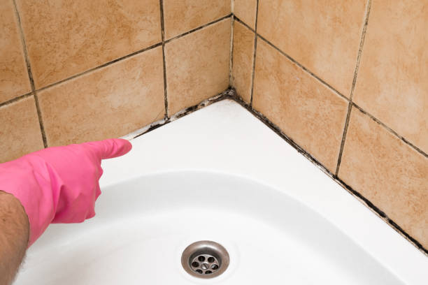 Best Same-Day Mold Removal  in Fair Lawn, NJ