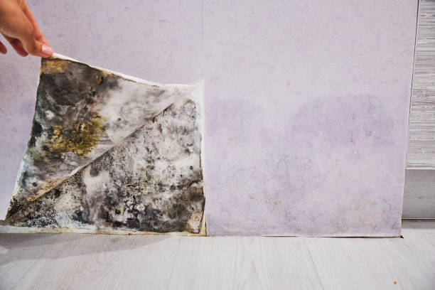 Best Emergency Mold Removal  in Fair Lawn, NJ